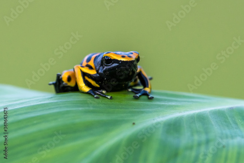 Yellow poison dart frog dendrobates leucomelas hiding in the undergrove. Beautiful tropical rain forest animal from the Amazon rainforest. A poisonous amphibian with black dots