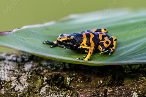 Yellow poison dart frog dendrobates leucomelas hiding in the undergrove. Beautiful tropical rain forest animal from the Amazon rainforest. A poisonous amphibian with black dots