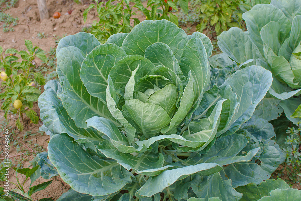Cabbage green head vegetable in garden row Cabbage green head vegetable in garden row