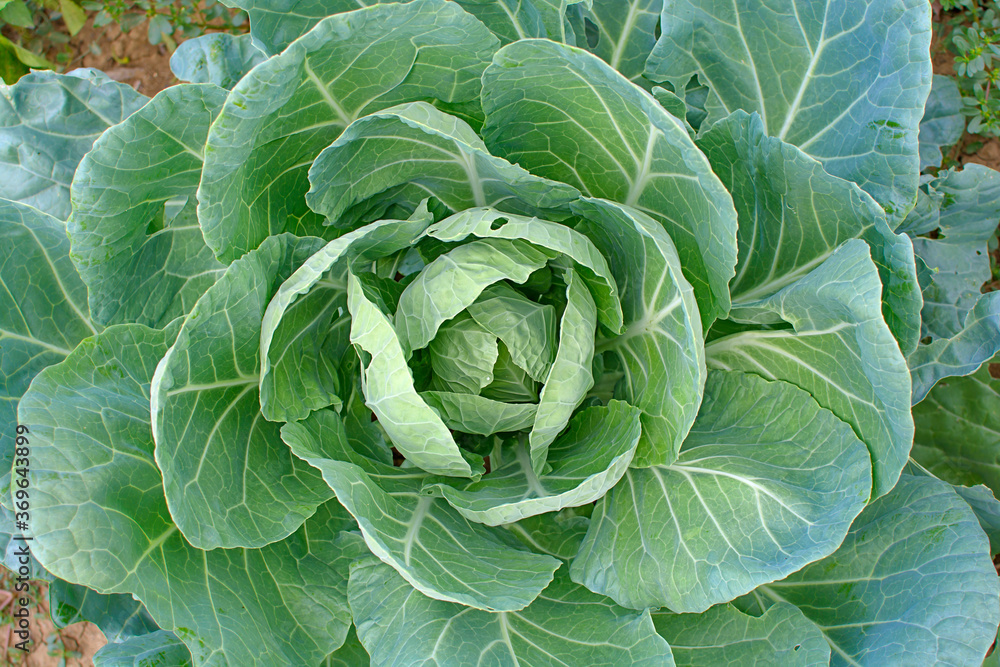 Obraz premium Cabbage green head vegetable in gardena