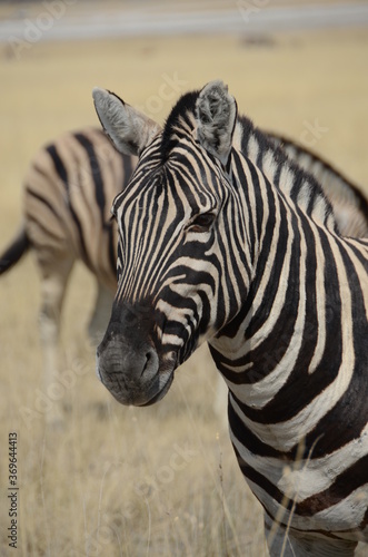 zebra in namibia