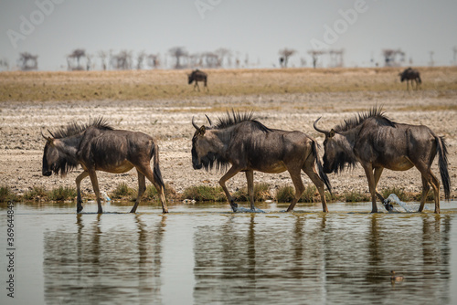 Animals in Etosha National Park  Namibia