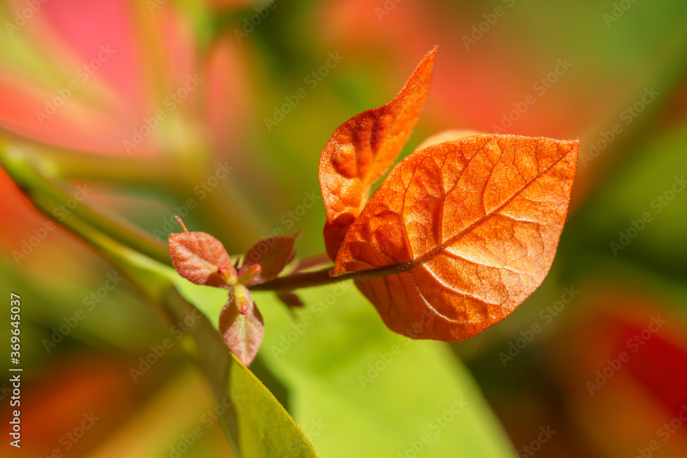 blooming bougainvillea flowers. blooming bougainvillea flowers.
