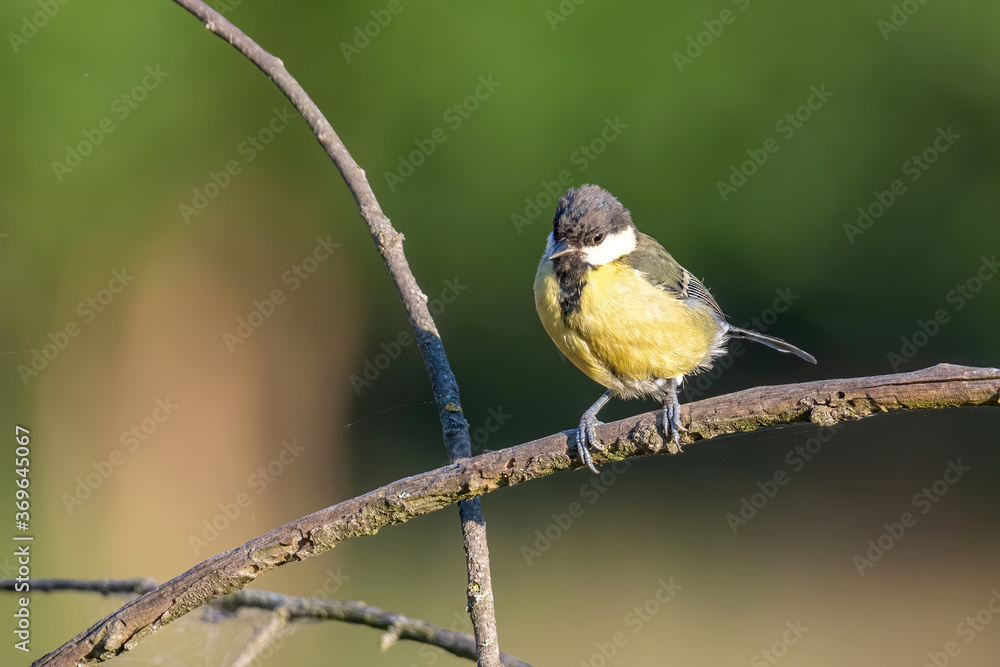 Fototapeta premium Cute Great tit (Parus major) bird in yellow black color sitting on tree branch