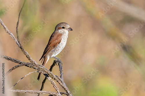 Close up of Juvenile Red-backed shrike (Lanius collurio) in nature