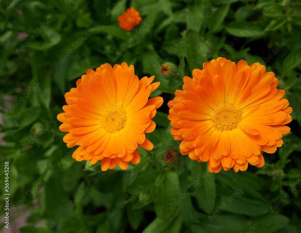 Calendula officinalis is blossoming in summer Calendula officinalis is blossoming in summer
