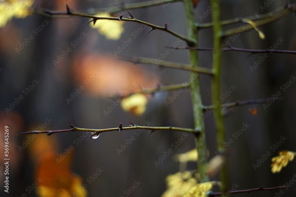 November in the forest, autumn leaves and a drop of rain November in the forest, autumn leaves and a drop of rain