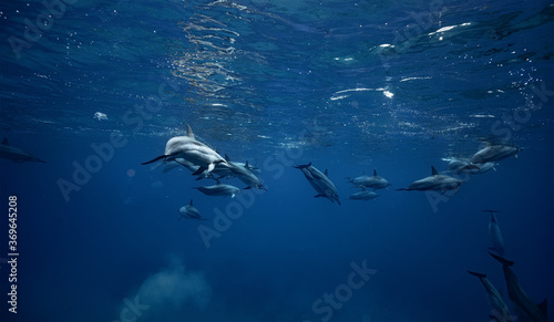 Underwater shot of a Pod of wild spinner dolphins underwater in blue sea water background © willyam