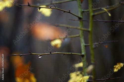 November in the forest, autumn leaves and a drop of rain