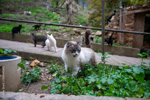 group of stray cats going to a food trap