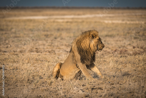 Fototapeta Naklejka Na Ścianę i Meble -  Lion in Etosha National Park, Namibia