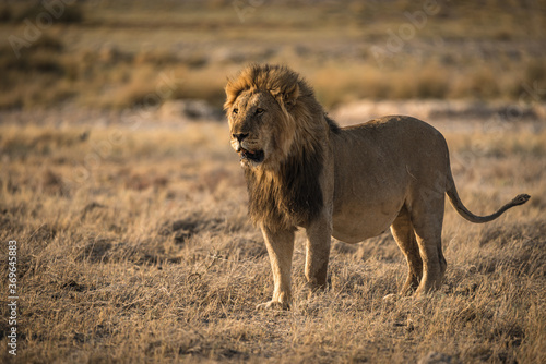 Lion in Etosha National Park  Namibia
