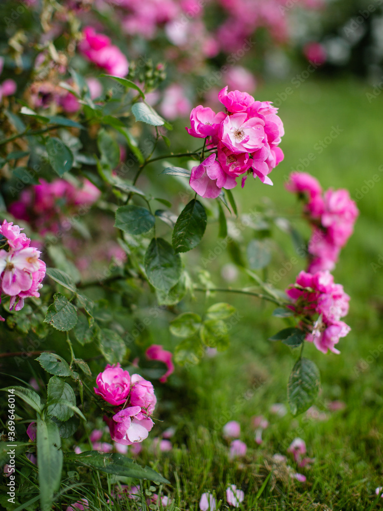 Fototapeta premium Rose flowers grow on a Bush