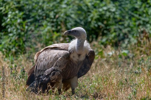 Griffon Vulture In its natural environment. Gyps fulvus
