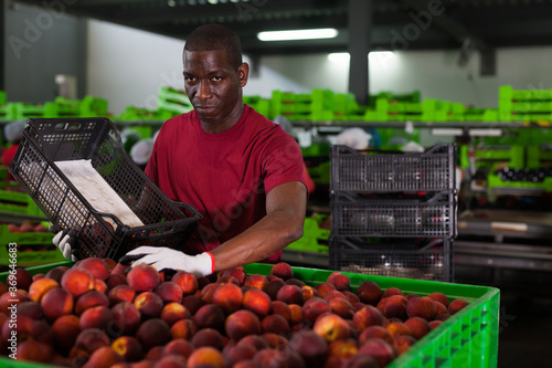 Fine African male warehouse worker loading fresh nectarines to large-size transportation container