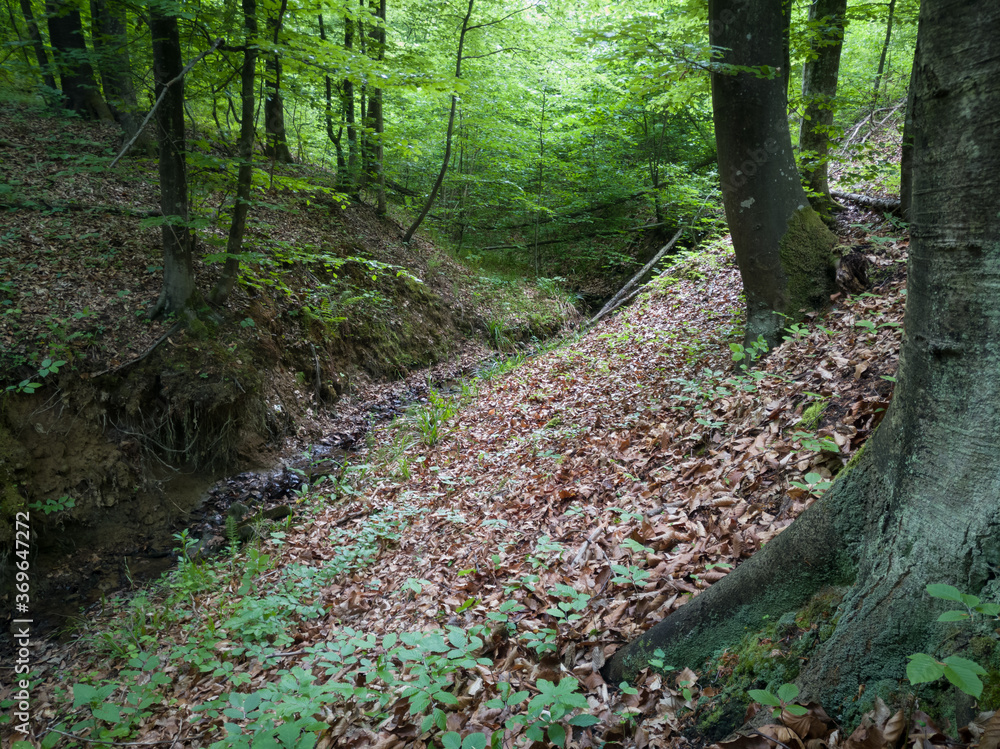 Beautiful picturesque view of the spring greenery in nature, deciduous trees in the forest during the day and the dried up bed of the mountain stream due to the absence of precipitation and drought. Beautiful picturesque view of the spring greenery in nature, deciduous trees in the forest during the day and the dried up bed of the mountain stream due to the absence of precipitation and drought.