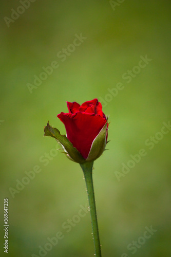 red rose in the garden