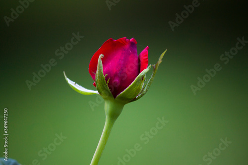 red rose bud