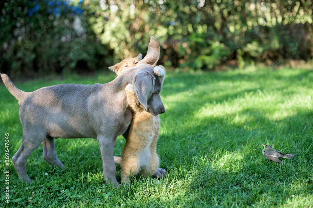 A small dog of the Weimaraner breed plays with a red kitten. There is a wounded nightingale nearby A small dog of the Weimaraner breed plays with a red kitten. There is a wounded nightingale nearby
