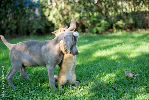 A small dog of the Weimaraner breed plays with a red kitten. There is a wounded nightingale nearby