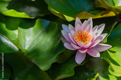 Magic white water lily or lotus flower Marliacea Rosea in shady garden pond. Selective focus. Contrast closeup of Nymphaea with water drops on large leaves floating in water. Floral landscape.