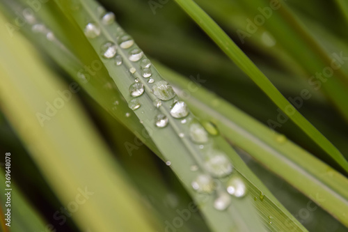 water drops on a lemon grass