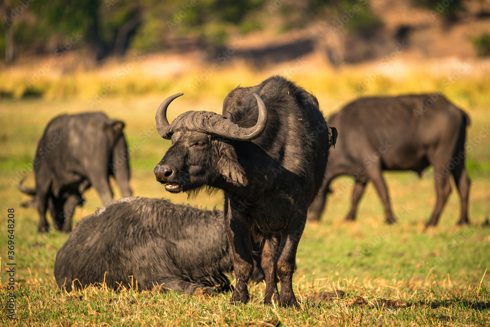 African buffalo in the savannah, Chobe national park, Botswana African buffalo in the savannah, Chobe national park, Botswana