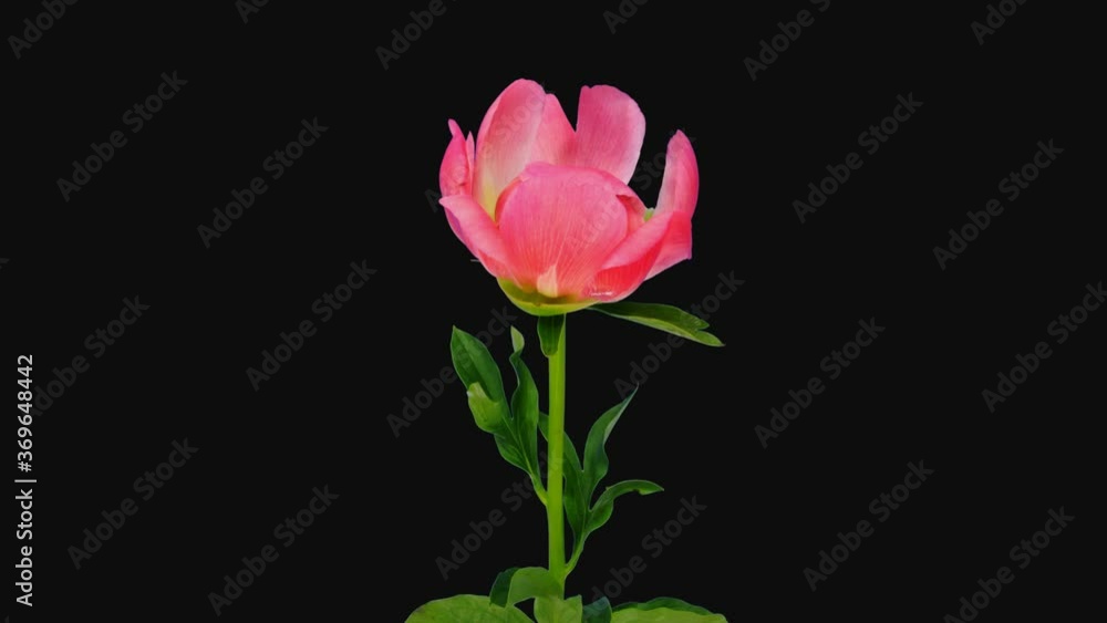 Time-lapse of opening coral peony (Paeonia) flower 3b1 in PNG+ format with ALPHA transparency channel isolated on black background
Time-lapse of opening coral peony (Paeonia) flower 3b1 in PNG+ format with ALPHA transparency channel isolated on black background