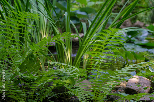 Huge carved leaves of Matteuccia struthiopteris (ostrich fern, nutritious fern or shuttlecock) on blurred background of stones along shore of garden pond. Selective focus. Nature concept for design.