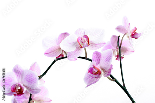 Phalaenopsis - Orchidee