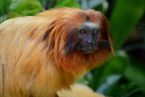 Portrait of a golden lion tamarin (Leontopithecus rosalia). It has become one of the world’s most endangered animals – due to it being hunted by poachers and its forest habitat being destroyed