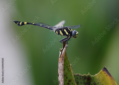 close up of a butterfly