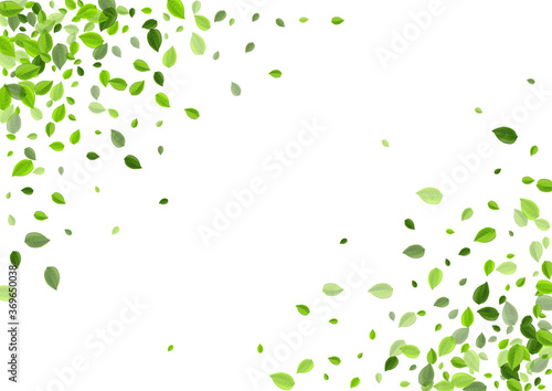 Forest Leaf Abstract Vector Plant. Tree Foliage 