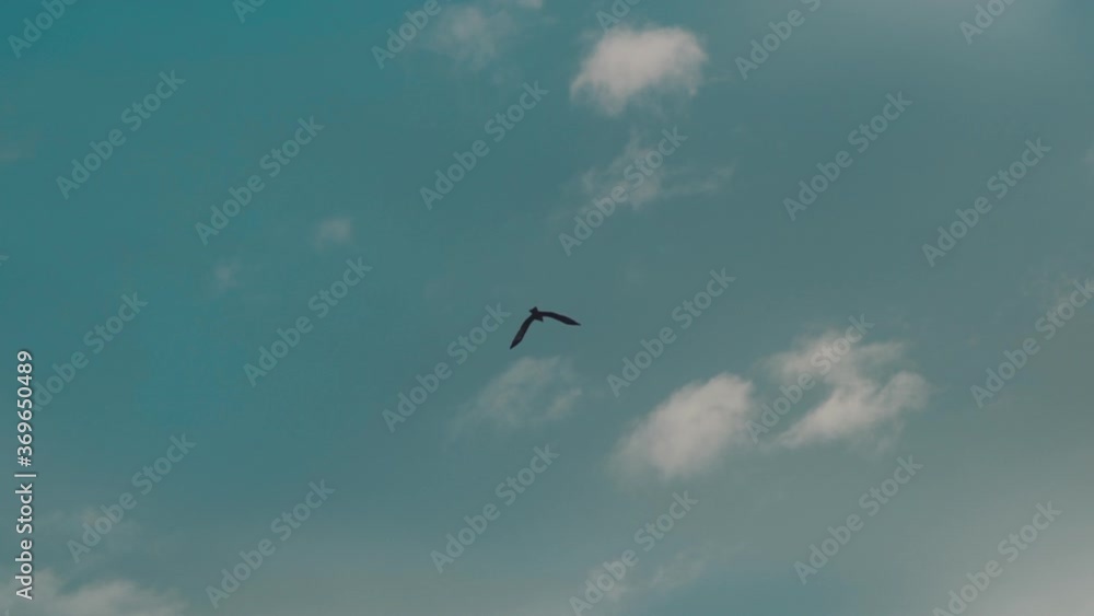A Lone Seagull Soaring High In The Blue Sky In Shiga, Japan. - wide shot A Lone Seagull Soaring High In The Blue Sky In Shiga, Japan. - wide shot