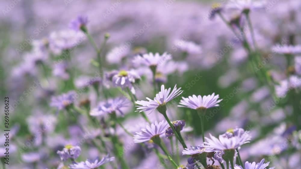Flowering Asters Blooming In The Garden At The Kitayama Yuzengiku In Shiga, Japan During Springtime. - close up shot Flowering Asters Blooming In The Garden At The Kitayama Yuzengiku In Shiga, Japan During Springtime. - close up shot