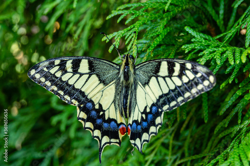 Butterfly with yellow wings sits on foliage of a thuja western against blurred background of greenery in garden. Selective focus. Beautiful Old World butterfly Swallowtail (Papilio Swallowtail).