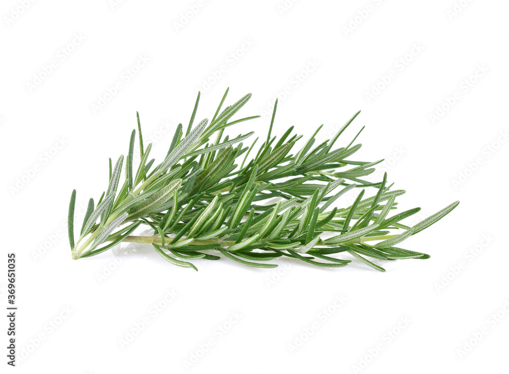 Rosemary isolated on white background Rosemary isolated on white background