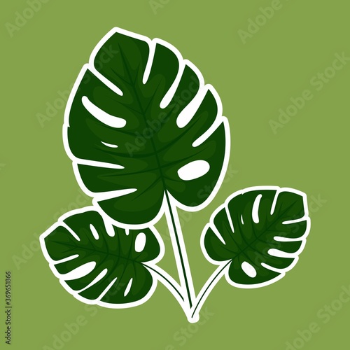 Vector Three Leaf Monstera with Flat Design