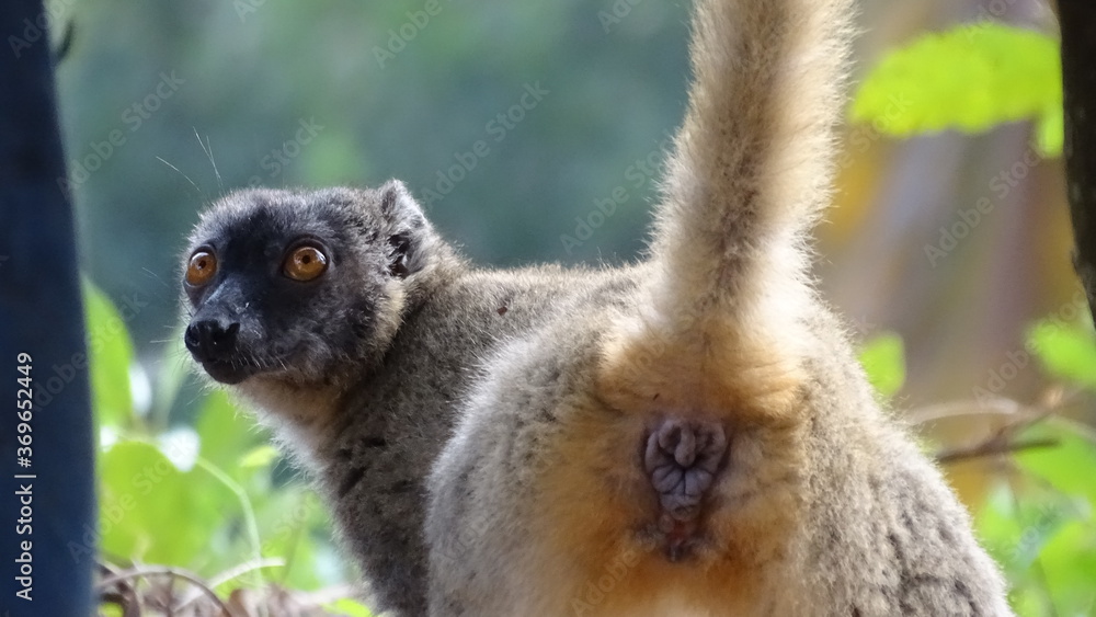 Naklejka premium maki