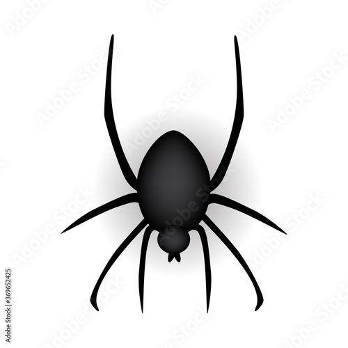 Realistic Spider on white background. Vector Illustration