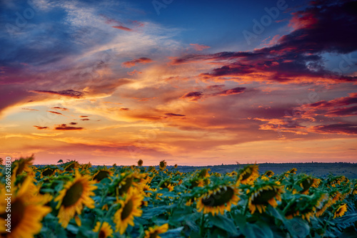 sunflower field in a beautiful sunset  sunlight and clouds