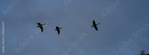 Three ducks flying in the sky. Animals theme.