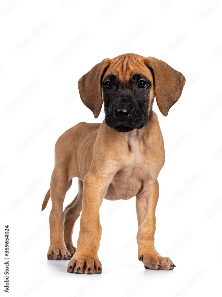 Handsome fawn / blond Great Dane puppy, standing side ways. Looking straight at lens with dark shiny eyes. Isolated on white background.