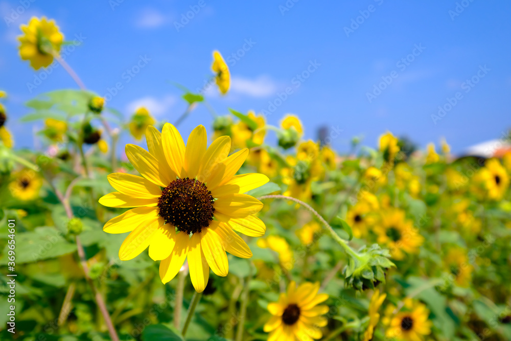 Fototapeta premium 神奈川県横須賀市のソレイユの丘のひまわり畑