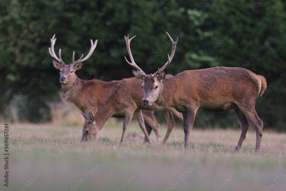 Beautiful red deer in the nature habitat. Wildlife scene from european nature. Cervus elaphus