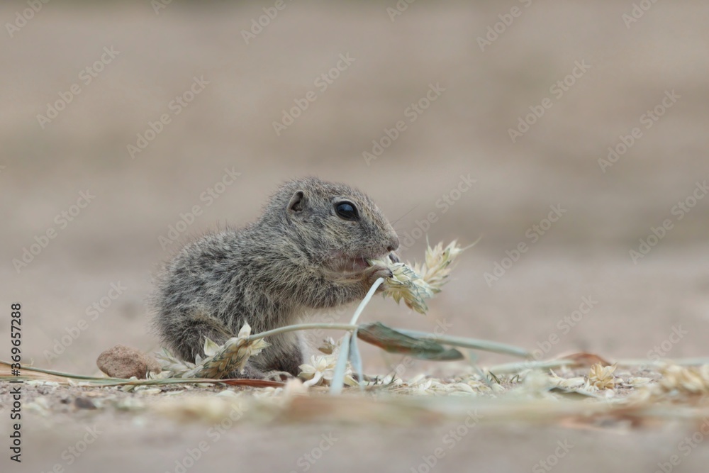 Young european ground squirrel sitting on the ground and eating corn. (Spermophilus citellus) Wildlife scene from nature. Ground squirrel on meadow Young european ground squirrel sitting on the ground and eating corn. (Spermophilus citellus) Wildlife scene from nature. Ground squirrel on meadow
