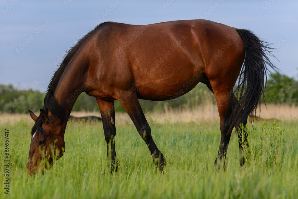 two horses grazing in a meadow two horses grazing in a meadow