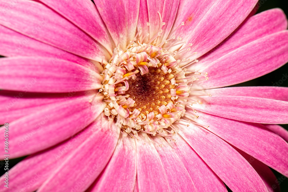Detailed closeup macro photo of a flower Detailed closeup macro photo of a flower