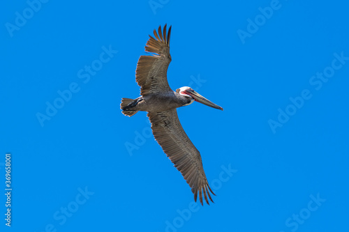 Brown Pelican with adult breeding plumage, Loreto, Baja California Sur, Mexico