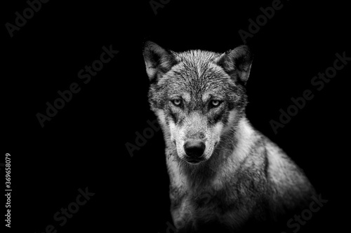 Portrait of a wolf with a black background © AB Photography